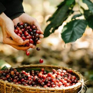 Everything You Need to Know About Coffee Bean Plants!