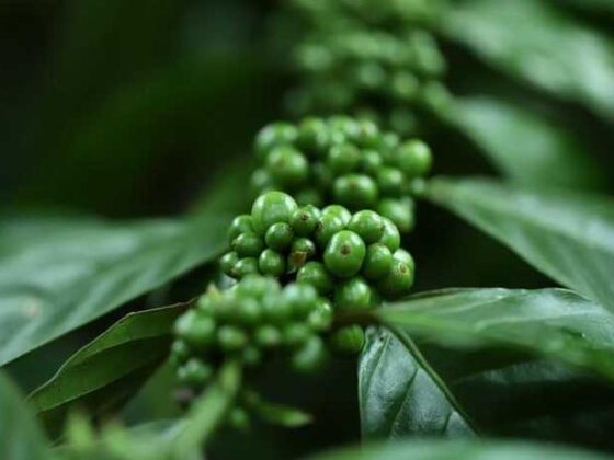 So You Want to Grow a Coffee Bean Plant?