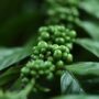 So You Want to Grow a Coffee Bean Plant?