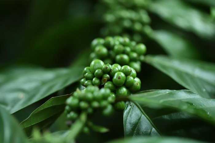 So You Want to Grow a Coffee Bean Plant?